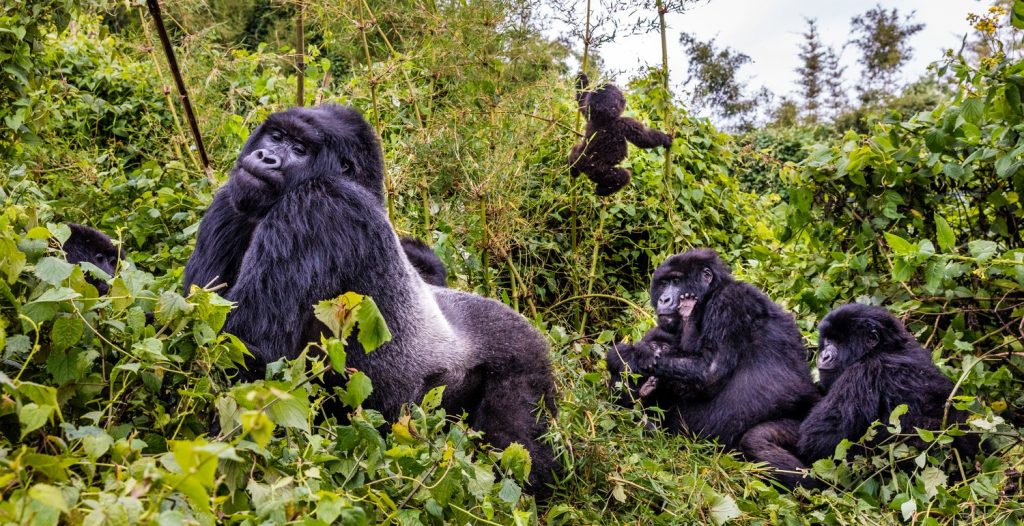 silverback gorilla Trekking Safari