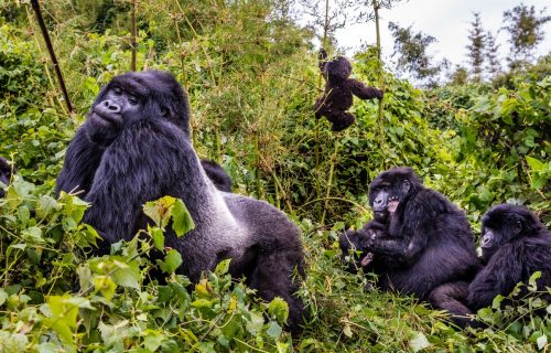 silverback gorilla Trekking Safari