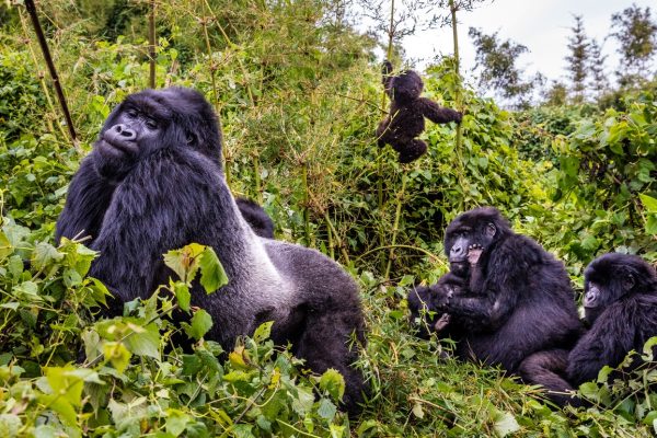 silverback gorilla Trekking Safari