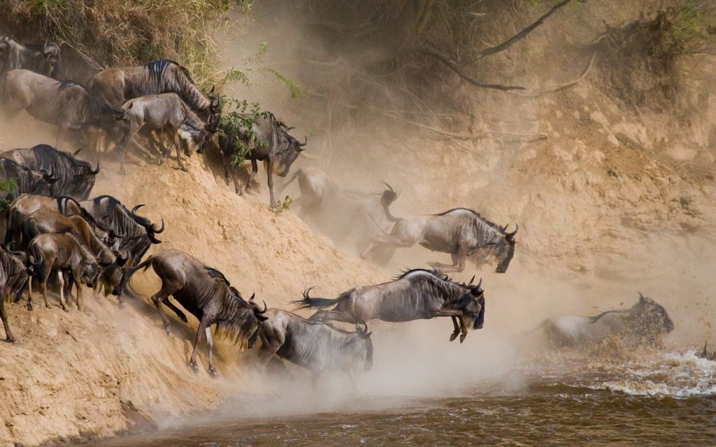 wildebeest migration in Serengeti