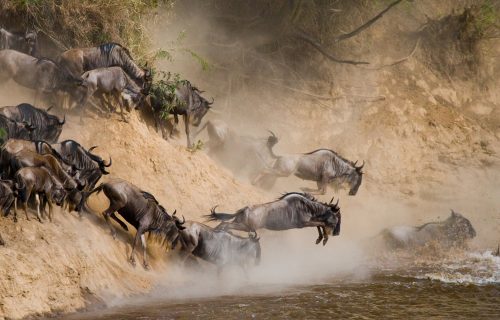 wildebeest migration in Serengeti