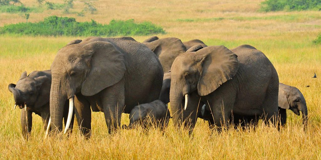 Wildlife in Queen Elizabeth National Park