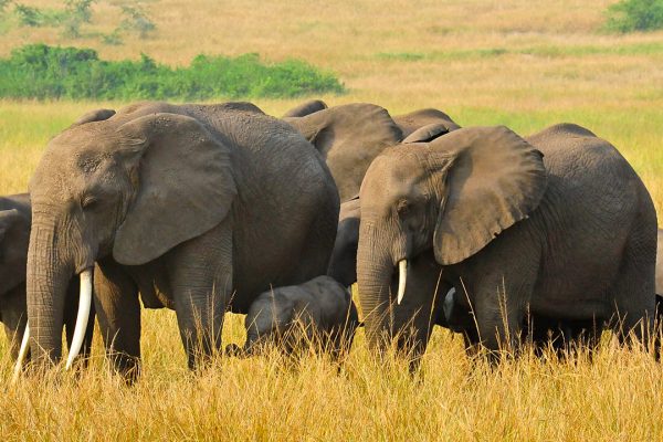 Wildlife in Queen Elizabeth National Park