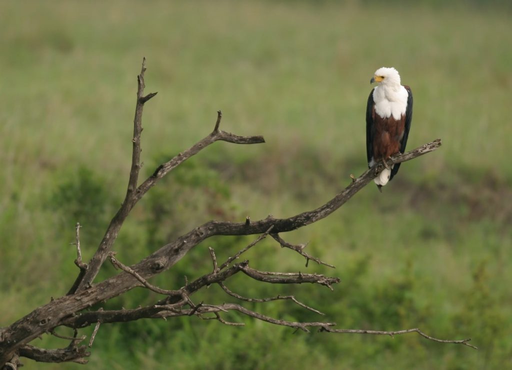 African Fish Eagle