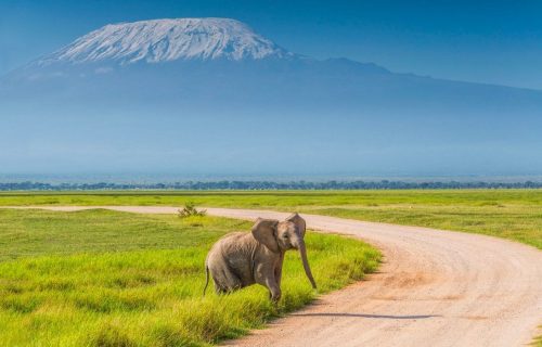 Elephants in Amboseli National Park