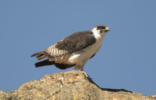 Augur Buzzard