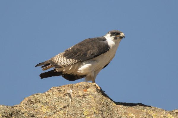 Augur Buzzard
