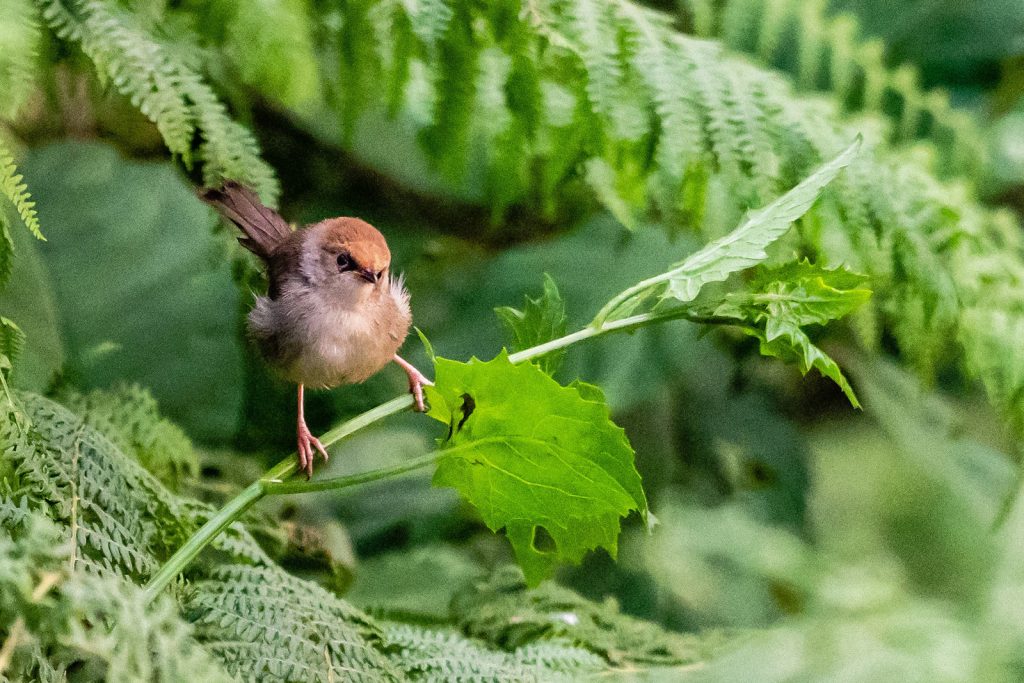 Birds in Mubwindi swamp