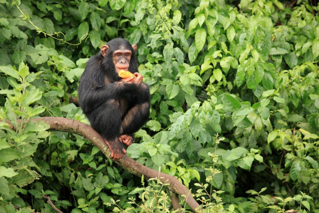 Chimpanzee trekking Uganda