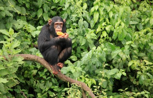 Chimpanzee trekking Uganda