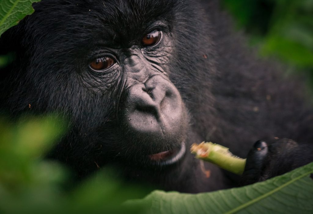 Mountain gorilla trekking Uganda