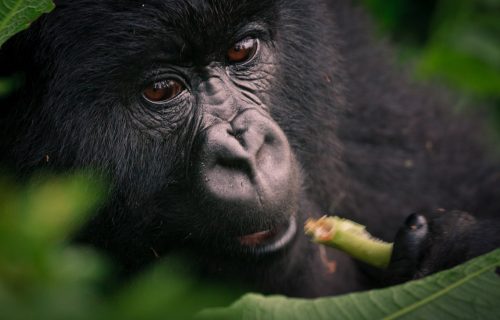 Mountain gorilla trekking Uganda