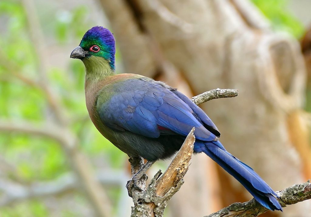 Purple Ruwenzori Turaco