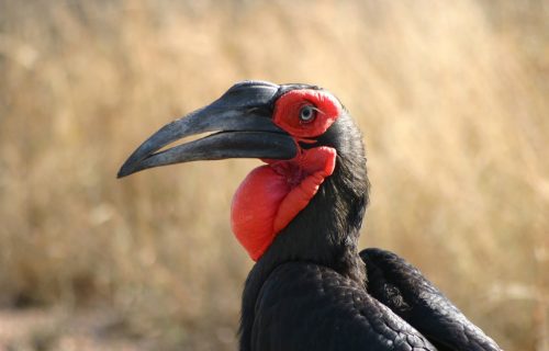 Southern Ground Hornbill