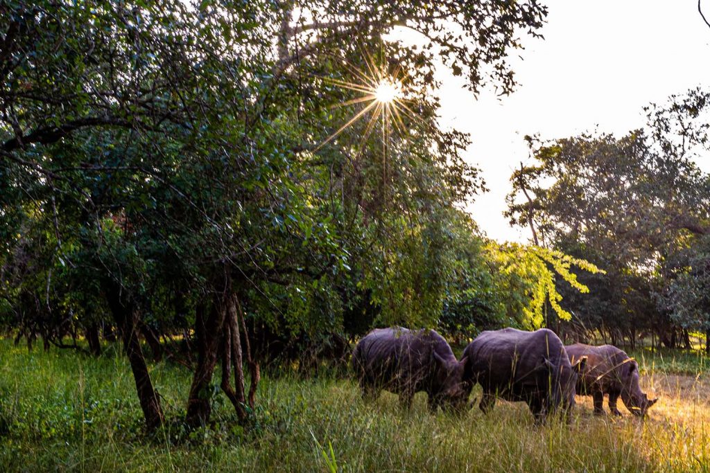 The Rhino Paradise in Africa