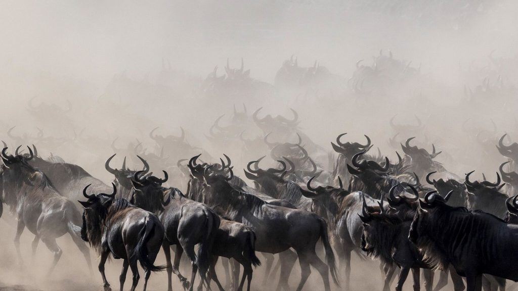 Wildebeest in Serengeti National Park