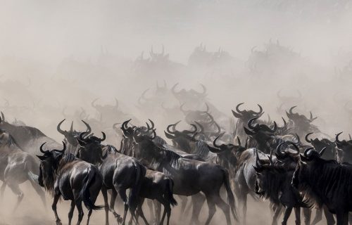 Wildebeest in Serengeti National Park