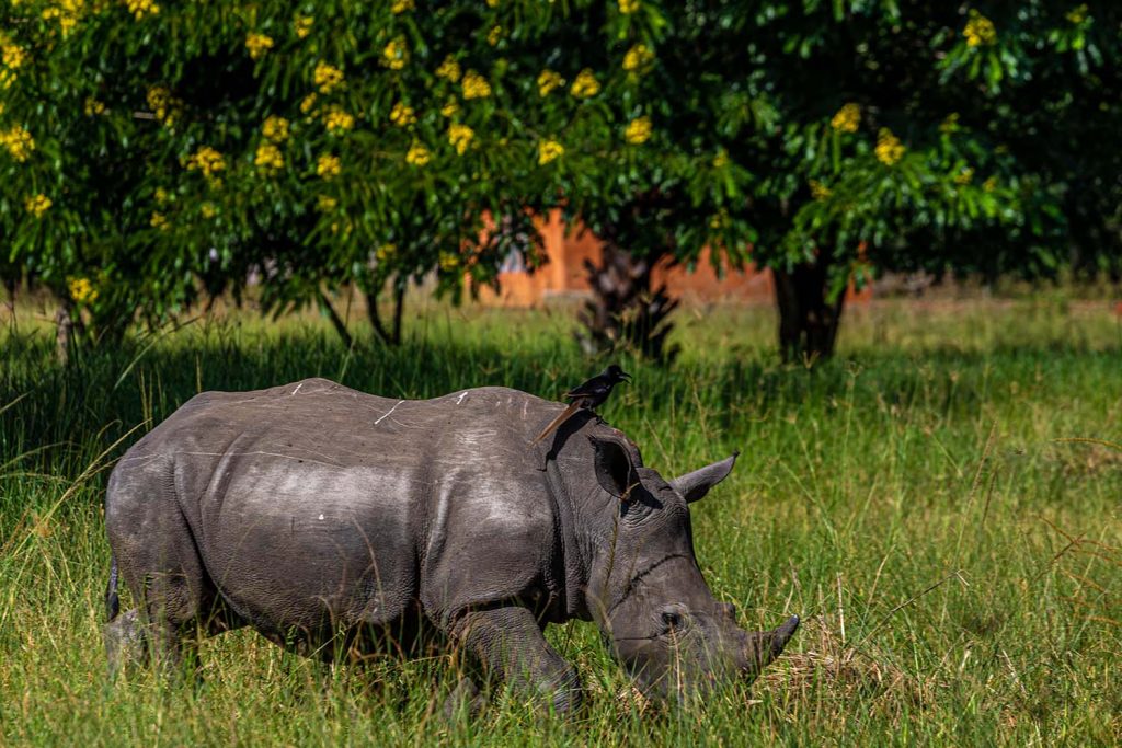 Ziwa Rhino Sanctuary -The Rhino Paradise in Africa
