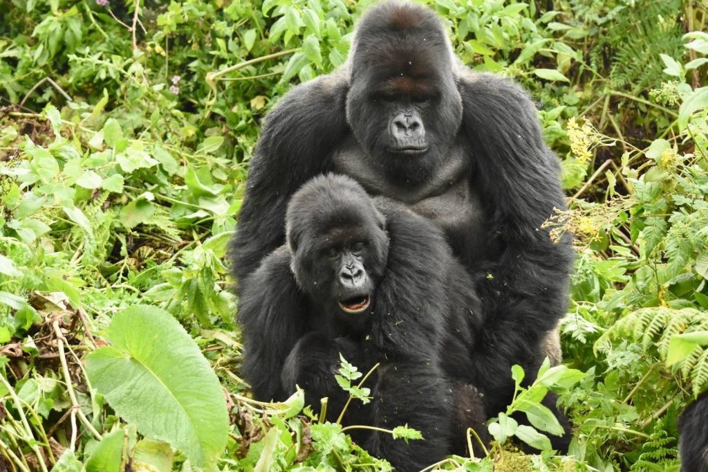 Mating Habits of Mountain Gorillas