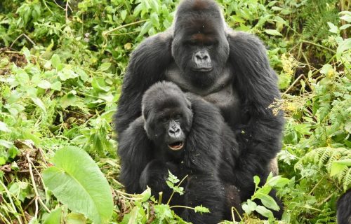 Mating Habits of Mountain Gorillas