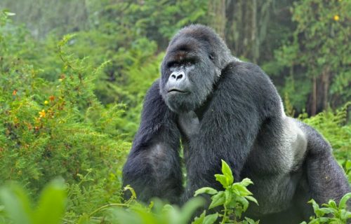 Mountain Gorillas