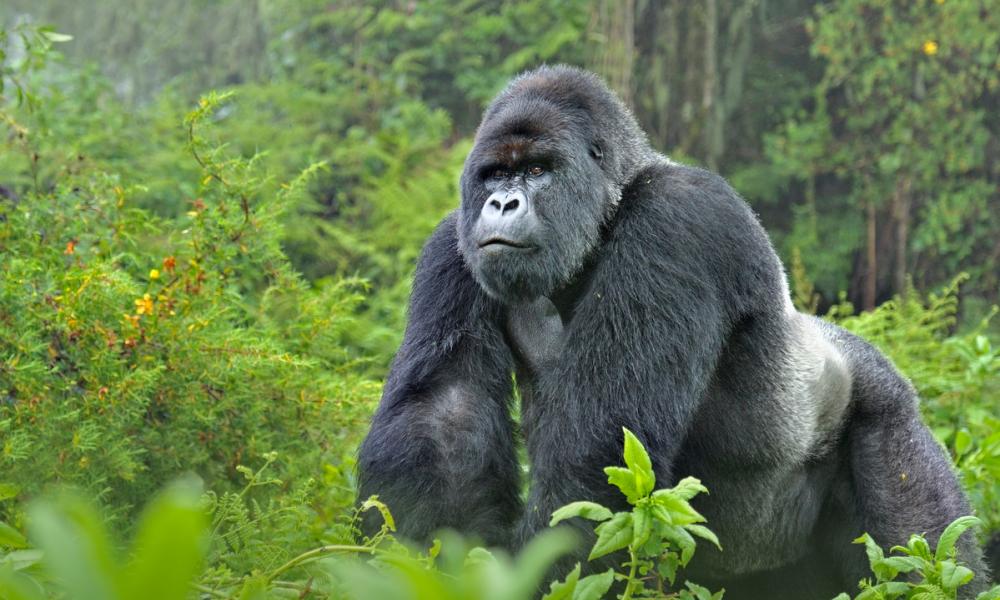 Mountain Gorillas