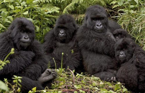 Nyakagezi Gorilla Family