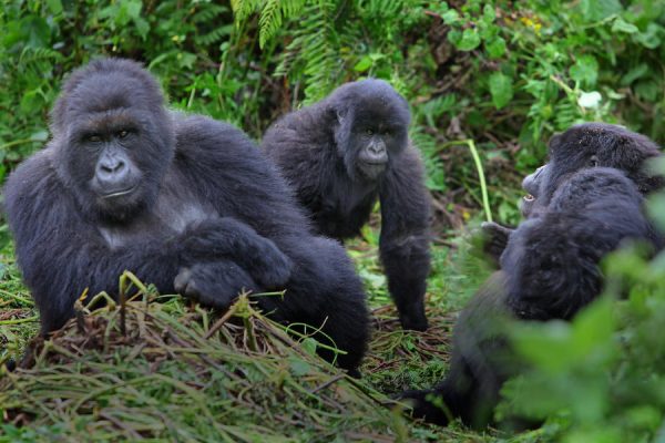 Nyakagezi Gorilla Family in Mgahinga Gorilla National Park