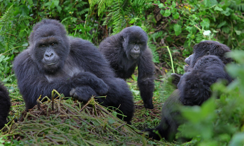 Nyakagezi Gorilla Family in Mgahinga Gorilla National Park