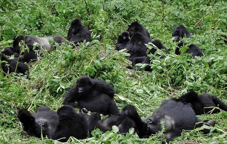 Nyakagezi Gorilla Group.