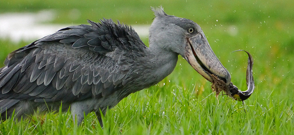 Shoebill at Mabamba Bay