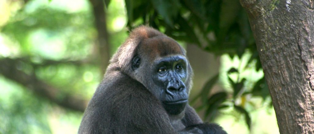 The Cross River Gorilla