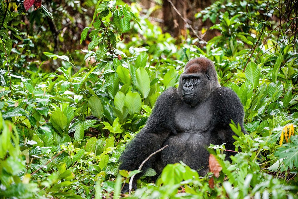 Western Gorilla Species