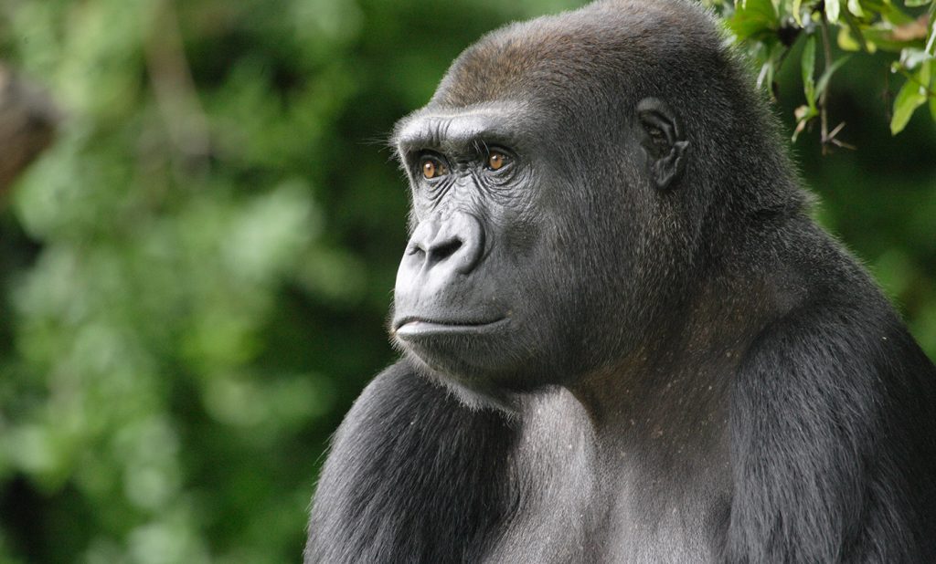 Western Lowland Gorilla