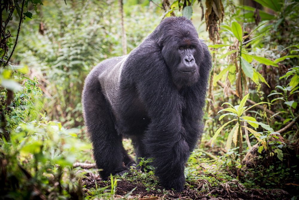 Eastern lowland gorillas