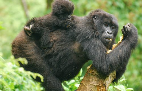 what do gorillas eat