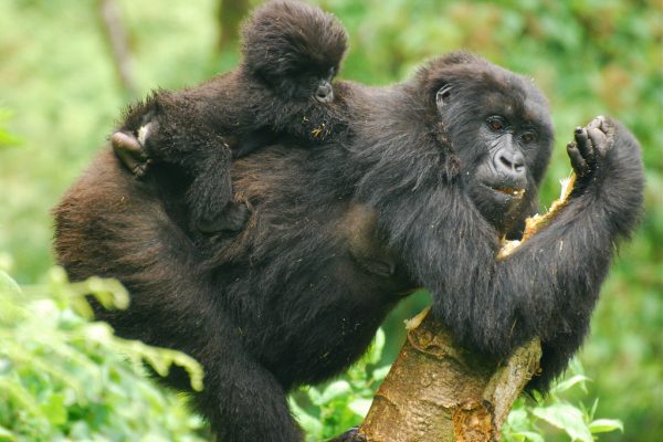 what do gorillas eat what do gorillas eat