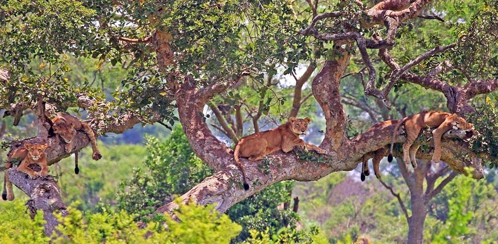 Why do Ishasha's lions climb the trees