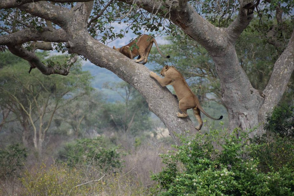 tree climbing lions of Ishasha Uganda