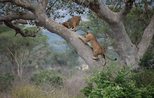 tree climbing lions of Ishasha Uganda