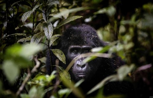 Gorilla Trekking Expedition