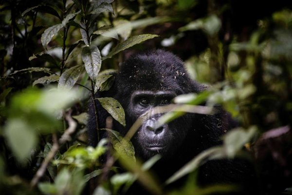 Gorilla Trekking Expedition