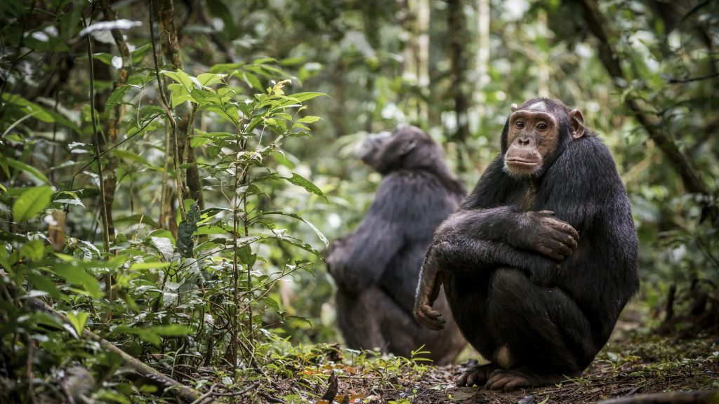 Why Chimpanzees Are Endangered and What We Can Do