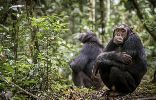 Why Chimpanzees Are Endangered and What We Can Do
