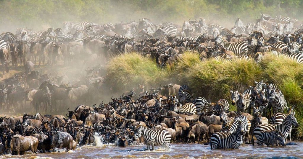 Wildebeest Migration Safari in Masai Mara