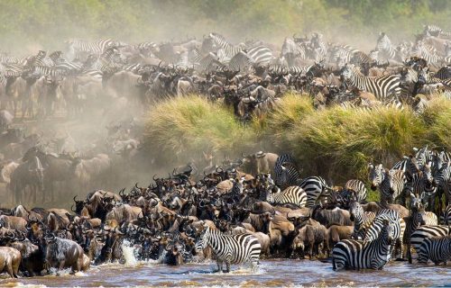 Wildebeest Migration Safari in Masai Mara