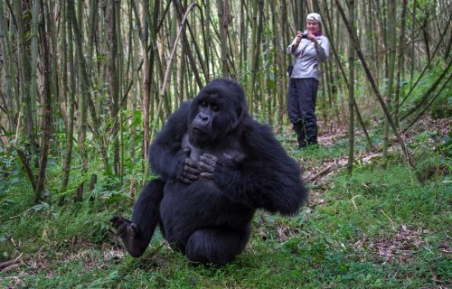 gorilla trekking