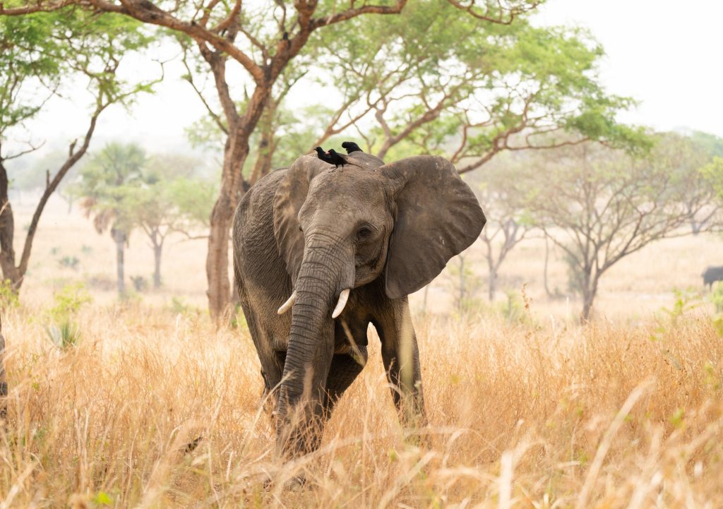 Uganda Safari Prices How Much Does a Safari in Uganda Cost?