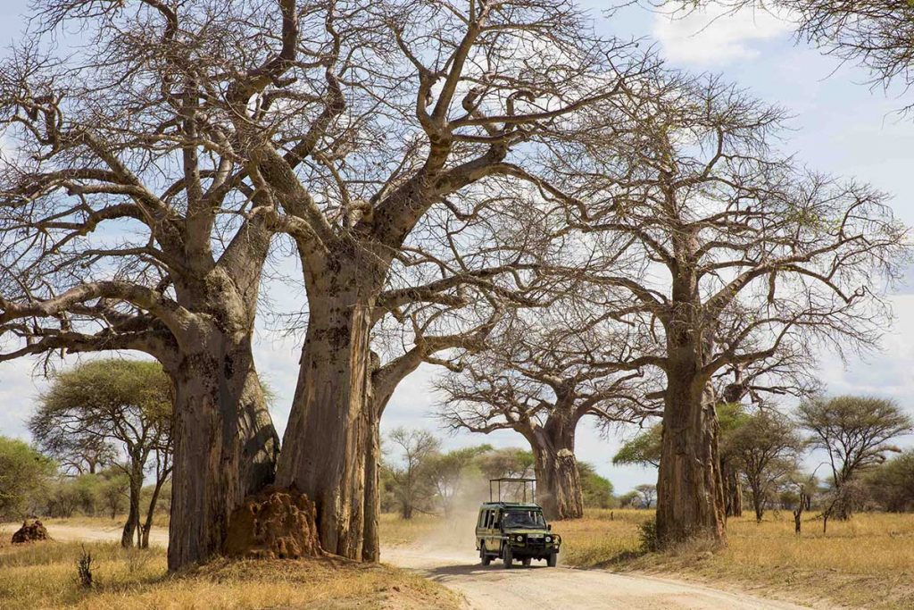 Baobabs in Ruaha, Tanzania.