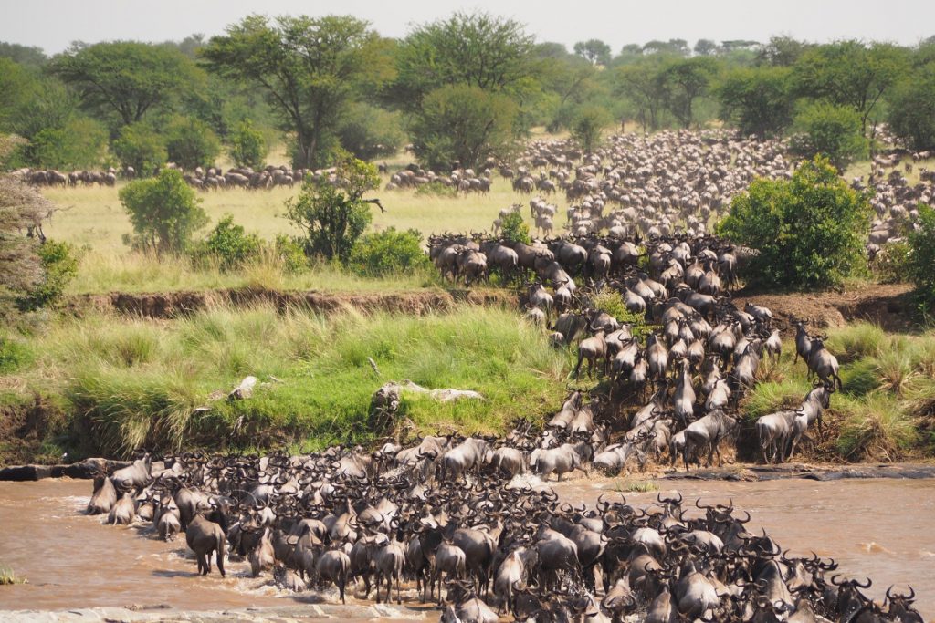 A BEGINNER'S SAFARI GUIDE TO TANZANIA